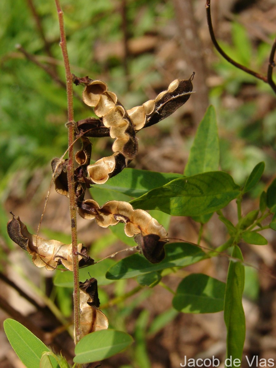 Codariocalyx motorius (Houtt.) H.Ohashi